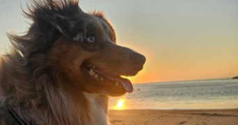 noyale pet sitter à BAYONNE 64100_9