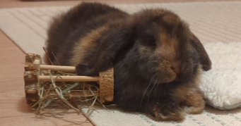 camille pet sitter à LE MANS 72100_1