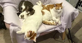 Delphine pet sitter à Wattrelos 59150