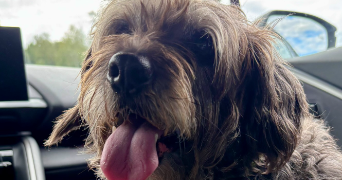 laurence pet sitter à MENEAC 56490_1