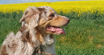 méline pet sitter à CHELLES 77500_3
