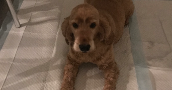 séverine pet sitter à VILLEJUIF 94800_3