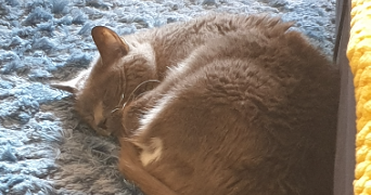 karine pet sitter à APT 84400_4