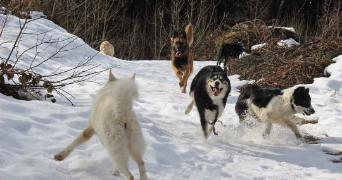 marion pet sitter à ST MARTIN D HERES 38400_1