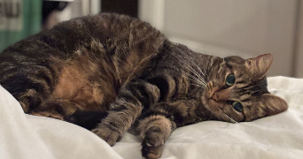 ana pet sitter à Neuilly sur Seine 92200_1