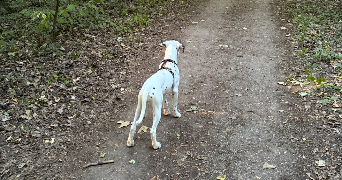 coraline  pet sitter à COLMAR 68000_6