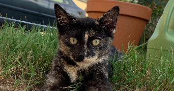 ornella pet sitter à BAIS 35680_5