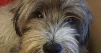 anne-claire pet sitter à LIBOURNE 33500