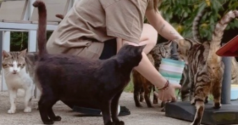 jade pet sitter à VIMY 62580_2