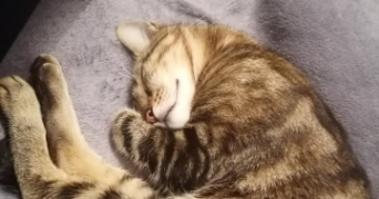 inès pet sitter à AVIGNON 84000_3