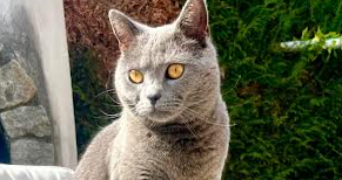 laetitia pet sitter à SORBIERS 42290_0