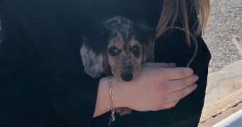 nina pet sitter à LILLE 59000_3