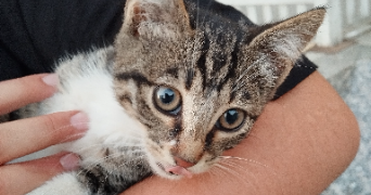 açelya pet sitter à BEAUGENCY 45190_1