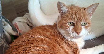 géraldine pet sitter à LES SABLES D OLONNE 85180_0