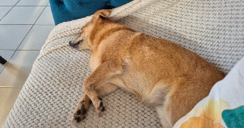 aude pet sitter à Mandelieu-la-Napoule 06210_11