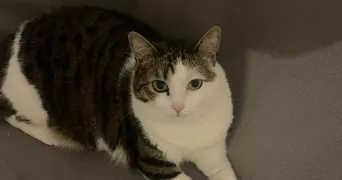 wael pet sitter à NICE 06000