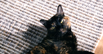 sophie pet sitter à ERAGNY 95610_4