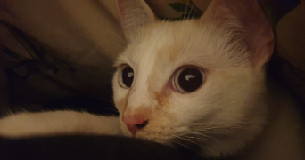 baptiste pet sitter à VILLEURBANNE 69100_2