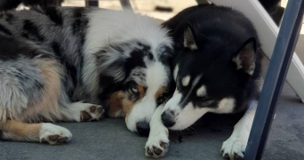 maryne pet sitter à VILLECRESNES 94440_2