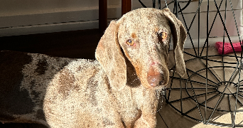 charlotte pet sitter à BORDEAUX 33000_1