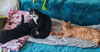 camille pet sitter à SAUMUR 49400_1