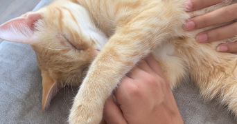 sirine pet sitter à SANTENY 94440_3