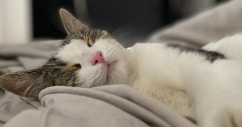 mylène pet sitter à VIRY CHATILLON 91170_3
