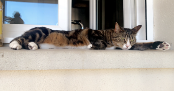 ophélie pet sitter à BEGLES 33130_3