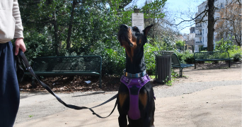 hassan pet sitter à LYON 09 69009_2
