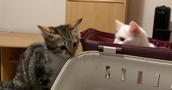 aurélie pet sitter à TALENCE 33400_5