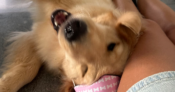 hanaa pet sitter à CRETEIL 94000_1