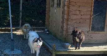 maud dog sitter à LABALME 01450_4