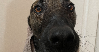 wendy pet sitter à Cerons 33720_1
