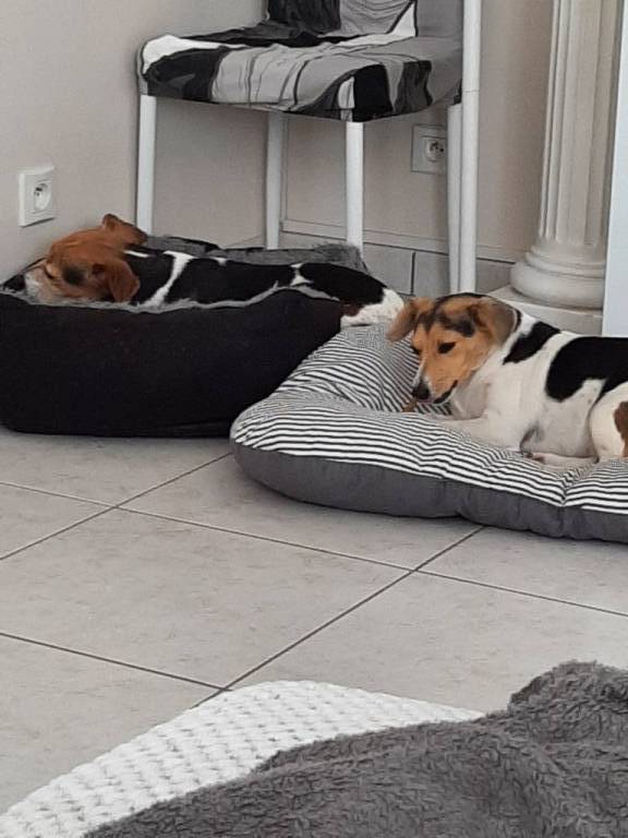 cathy pet sitter à Corneuil 27240_0