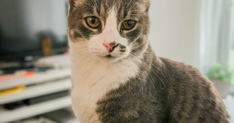 carol pet sitter à HAGUENAU 67500_1