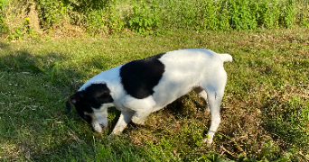 camille pet sitter à BISCHHEIM 67800_2