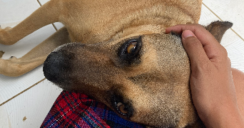 boudillon pet sitter à PETIT BOURG 97170_1