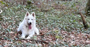 emy pet sitter à BESANCON 25000_2