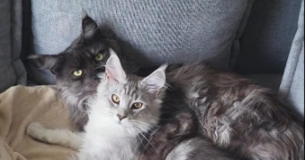 anaïs pet sitter à COURVAUDON 14260_4