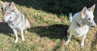 elise et sébastien pet sitter à BOURTH 27580_5