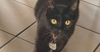 gwendoline pet sitter à NEUILLY LE REAL 03340_1