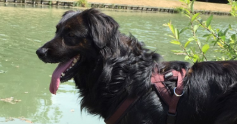 madison pet sitter à NOMDIEU 47600_2