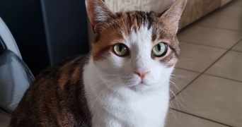 delphine pet sitter à MARSEILLE 11 13011_6