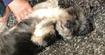 celia dog sitter à TROUVILLE SUR MER 14360_0