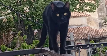 brigitte pet sitter à LUNEL 34400