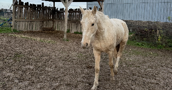 aurélie pet sitter à CONDE SUR MARNE 51150_1