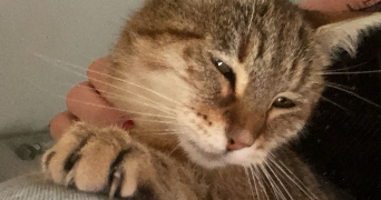 maëlle pet sitter à TOURS 37000_3