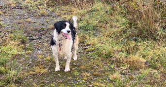 florine pet sitter à AGDE 34300_5