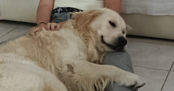 sandra pet sitter à ST PAUL ET VALMALLE 34570_2