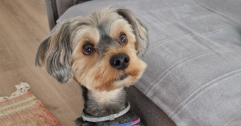 marie pet sitter à BORDEAUX 33800_2